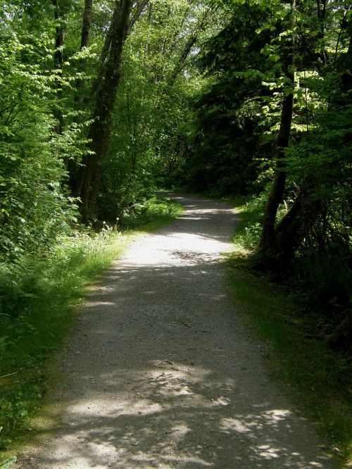 trail path nature