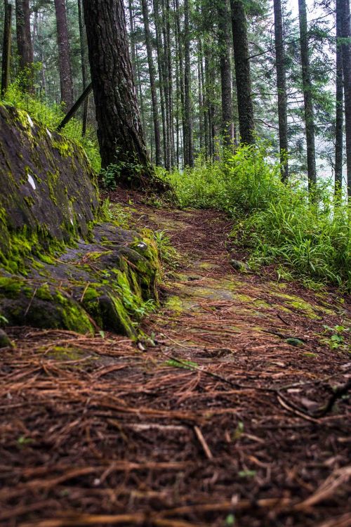 trail forest vegetation