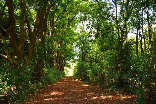 trail autumn landscape