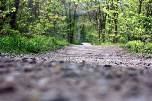 trail path nature