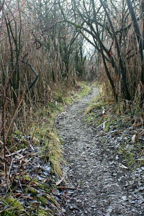 trail away path