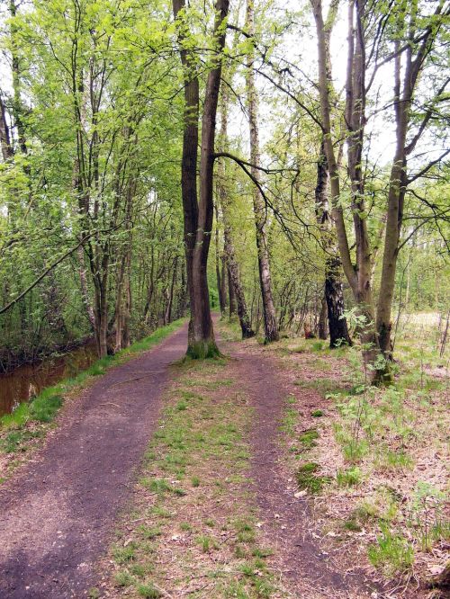 trail forest path path
