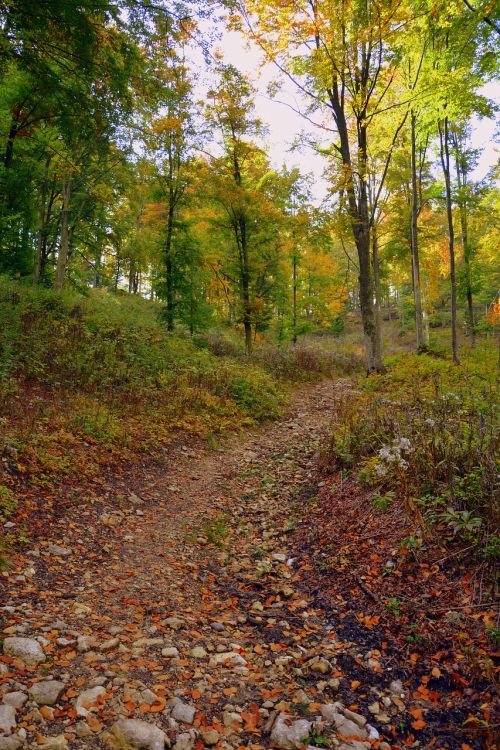 trail forest autumn