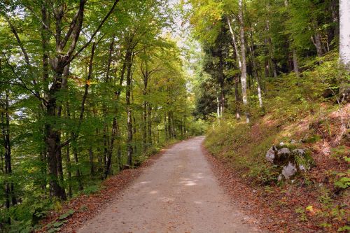 trail forest autumn