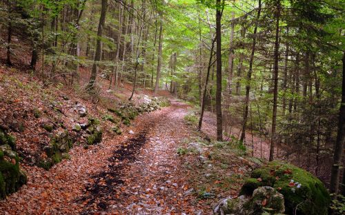 trail forest excursion