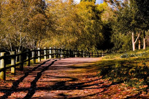 trail trees nature