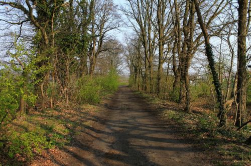 trail trees landscape