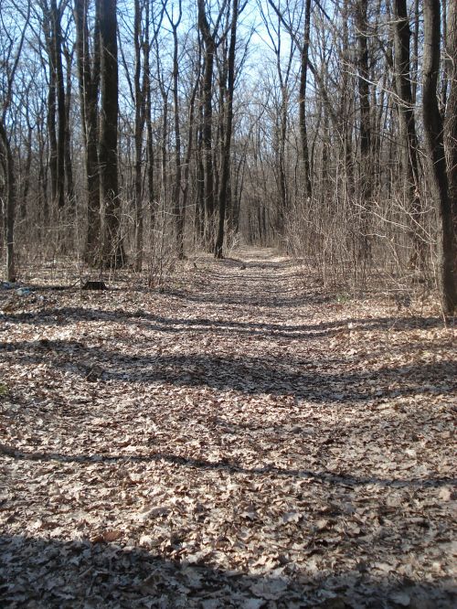 trail path woods