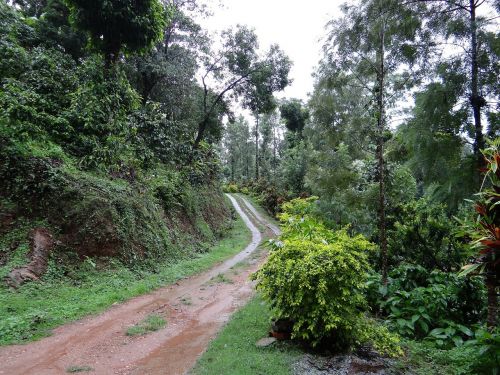 trail forest coffee plantation