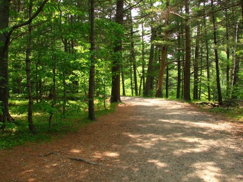 trail path trees