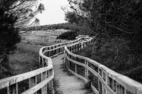 trail  beach  nature