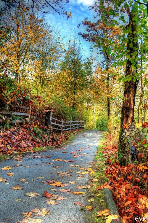 trail nature landscape