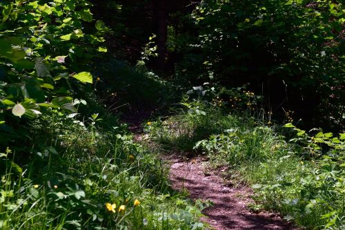 trail path nature trail