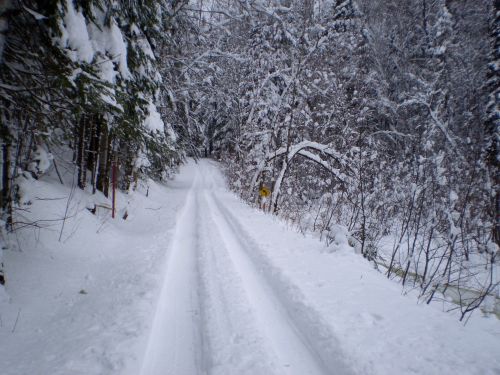 Trail In Forest