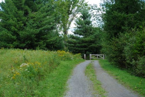 Trail In Nature