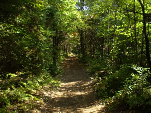 Trail In The Woods