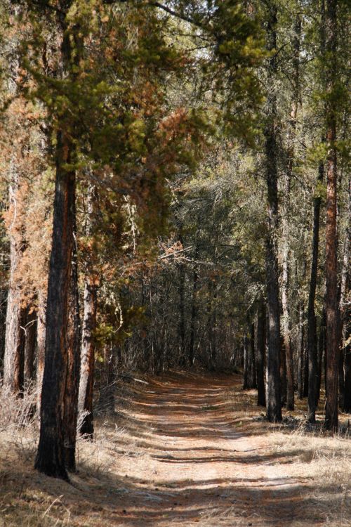 Trail Path In A Tamarack Forest