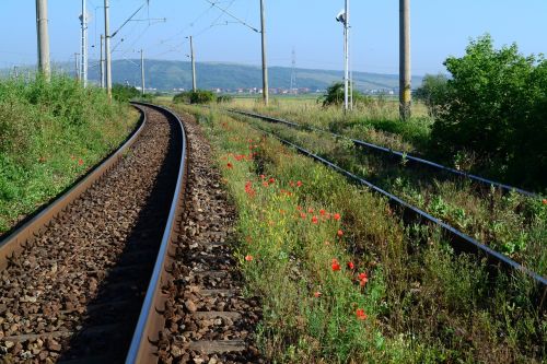 train poppy flower