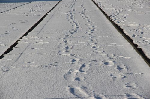 tram tracks track rotterdam
