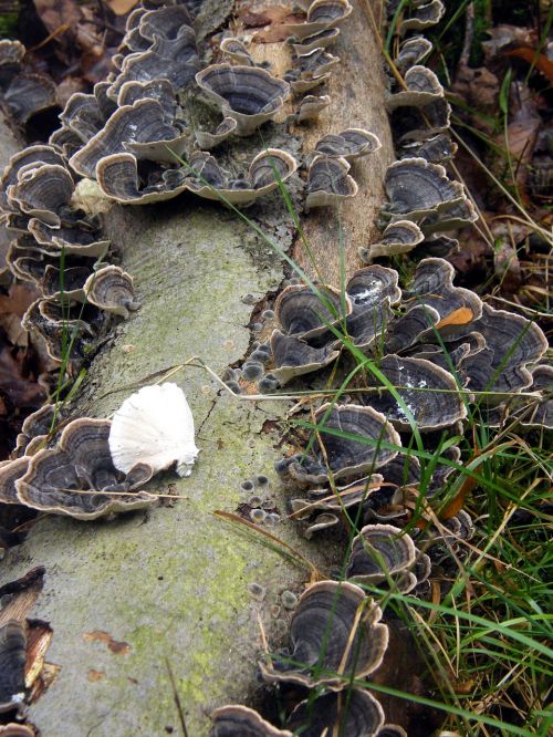 tramete mushrooms forest