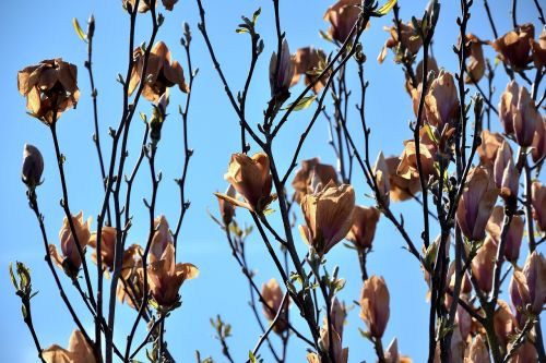 transience frost damage magnolia
