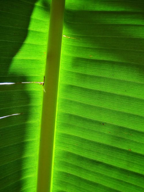 Translucent Banana Leaf