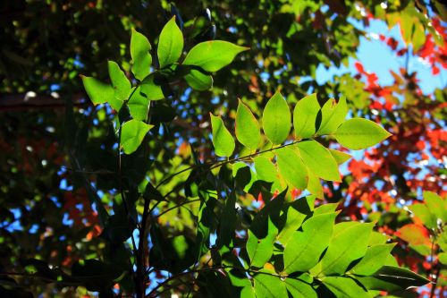 Translucent Green Leaves