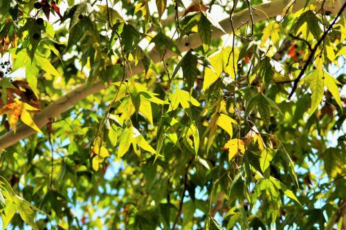 Translucent Maple Leaves