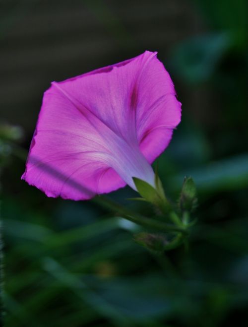 Translucent Pink Morning Glory