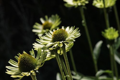 translucent sonnenhut  echinacea  wild flower