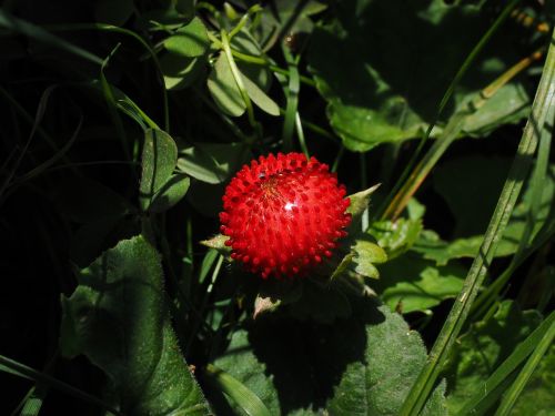 translucent strawberry strawberry berry