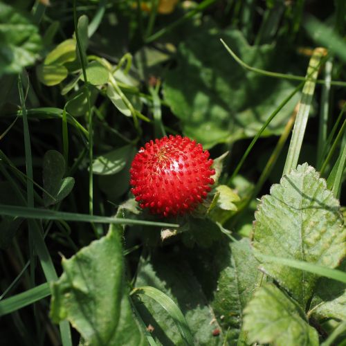 translucent strawberry strawberry berry