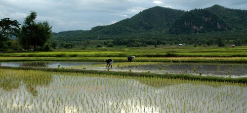 transplanting rice rice asia