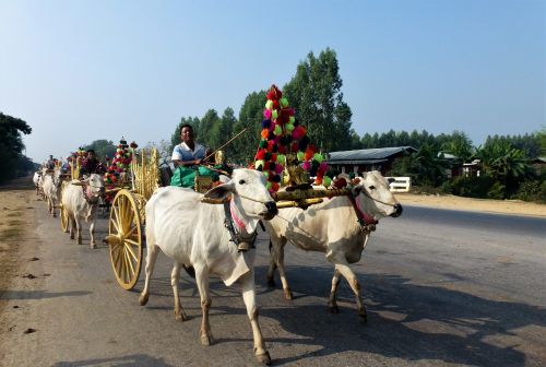 transport burma religion char oxen