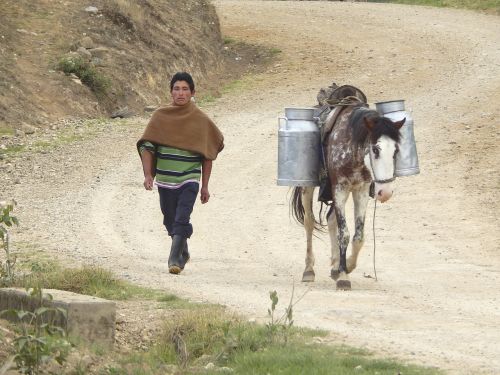 transporte leche cajamarca