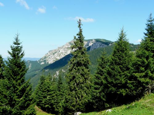 transylvania forest pine