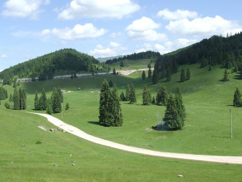 transylvania padis forest