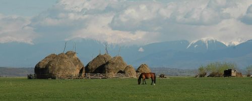 transylvania mountains horse