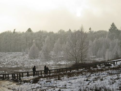 trap forest winter