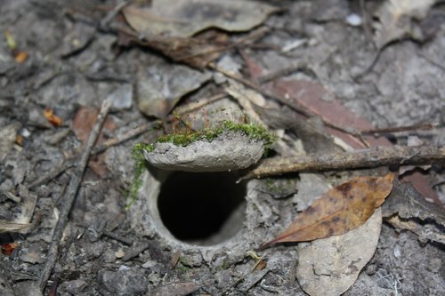 trapdoor spider  burrow  arachnid