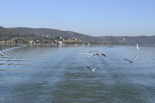 trasimeno seagulls the greater island