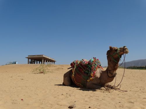 travel india desert