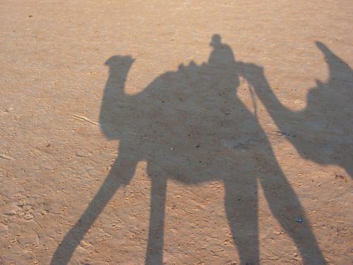 travel tunisia camel