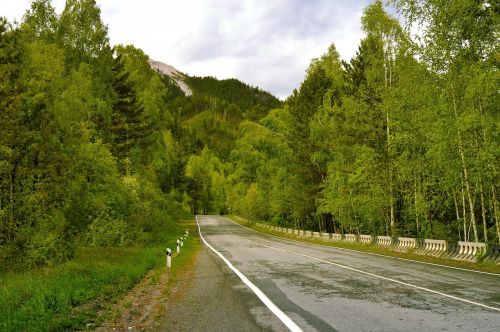 travel forest road