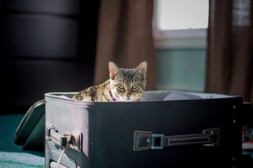 travel cat kitten