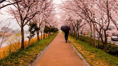 travel cherry blossom