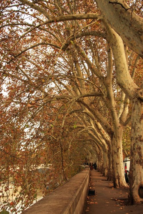 travel landscape trees