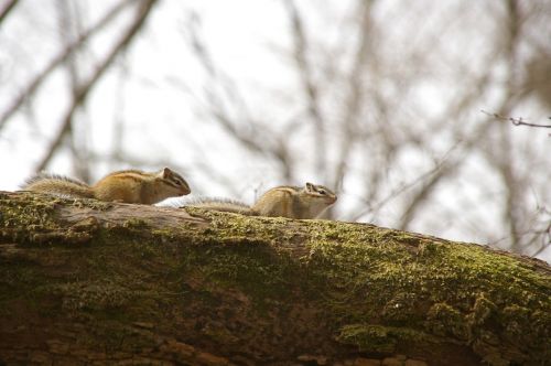 travel mountain squirrel