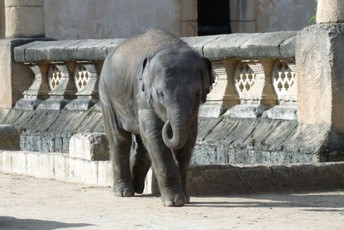 travel elephant zoo