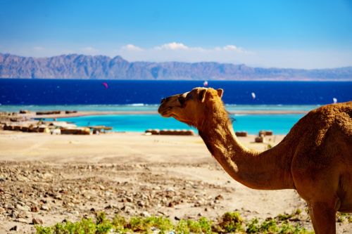 travel camel sand
